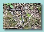 Raro lizard
